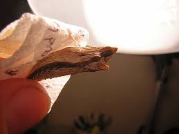 Attēlu rezultāti vaicājumam “Retinia resinella pupa”