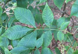 Attēlu rezultāti vaicājumam “Carya”