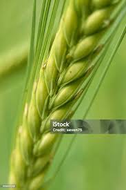 Attēlu rezultāti vaicājumam “Hordeum vulgare”