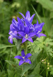 Image result for Campanula spicata