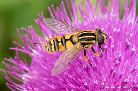 Attēlu rezultāti vaicājumam “Helophilus pendulus”