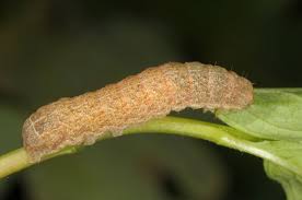 Attēlu rezultāti vaicājumam “Noctua fimbriata”