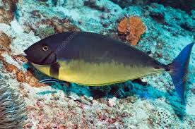 Image result for Naso hexacanthus