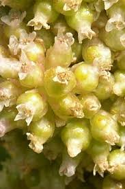 Attēlu rezultāti vaicājumam “Cuscuta europaea fruit”
