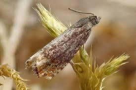 Attēlu rezultāti vaicājumam “Pammene rhediella”