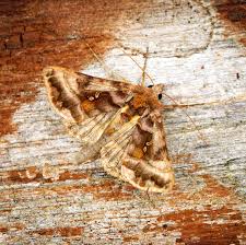 Attēlu rezultāti vaicājumam “Autographa pulchrina”