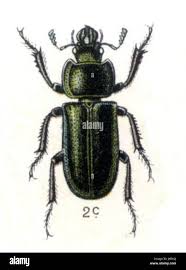 Attēlu rezultāti vaicājumam “Platycerus caraboides”