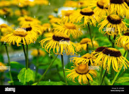 Attēlu rezultāti vaicājumam “Telekia speciosa flower”