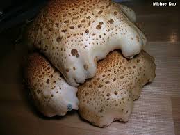 Attēlu rezultāti vaicājumam “Pholiota squarrosoides”