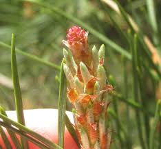 Attēlu rezultāti vaicājumam “Pinus sylvestris female flower”