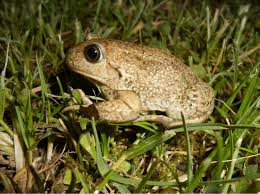 Attēlu rezultāti vaicājumam “Pelobates fuscus”