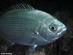 Image result for Oblada melanurus