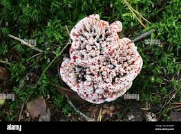 Attēlu rezultāti vaicājumam “Hydnellum sp.”