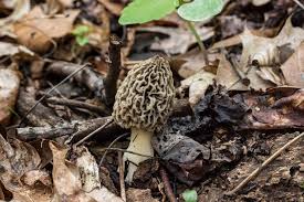 Attēlu rezultāti vaicājumam “Morchella esculenta”