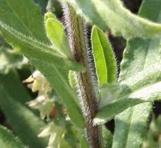 Attēlu rezultāti vaicājumam “Anchusa arvensis leaf”
