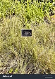 Attēlu rezultāti vaicājumam “Nardus stricta”