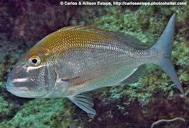 Image result for Calamus bajonado