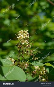 Attēlu rezultāti vaicājumam “Catalpa ovata flower”