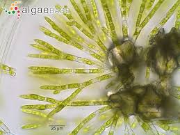 Attēlu rezultāti vaicājumam “Chaetophora pisiformis”