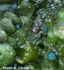 Attēlu rezultāti vaicājumam “Mniaecia jungermanniae”