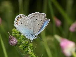 Attēlu rezultāti vaicājumam “Agrodiaetus amandus female”