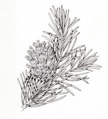 Attēlu rezultāti vaicājumam “Pinus sylvestris leaf”