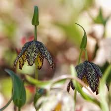 Image result for Campanula affinis