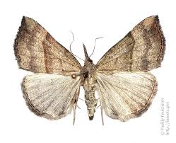 Attēlu rezultāti vaicājumam “Hypena proboscidalis”