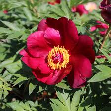 Image result for Pfingstrose