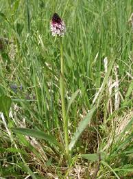 Attēlu rezultāti vaicājumam “Orchis ustulata”