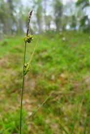 Attēlu rezultāti vaicājumam “Carex globularis”