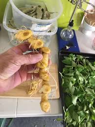 Attēlu rezultāti vaicājumam “Polygonatum multiflorum  fruit”