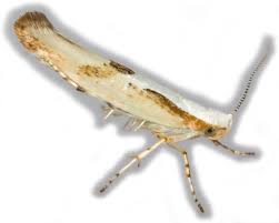 Attēlu rezultāti vaicājumam “Argyresthia spinosella”