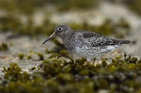 Attēlu rezultāti vaicājumam “Calidris maritima”