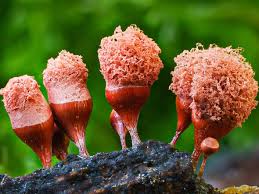 Attēlu rezultāti vaicājumam “Claustria didermoides stalked”