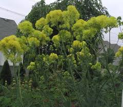 Attēlu rezultāti vaicājumam “Thalictrum flavum flower”