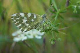Attēlu rezultāti vaicājumam “Pontia edusa underside”