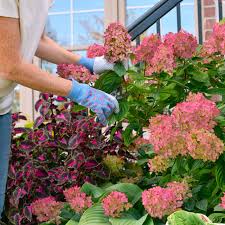 Attēlu rezultāti vaicājumam “Hydrangea arborescens subsp. discolor flower”