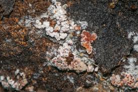 Attēlu rezultāti vaicājumam “Arcyria imperialis macro”