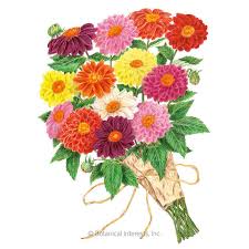 Image result for Dahlia x pinnata `Decorative Giants`