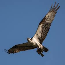 Image result for Pandion haliaetus