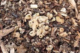 Attēlu rezultāti vaicājumam “Peziza vesiculosa”