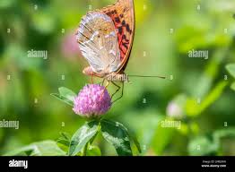 Attēlu rezultāti vaicājumam “Argynnis aglaja”