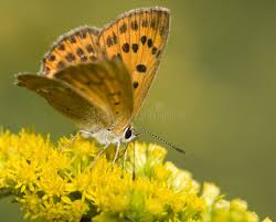 Attēlu rezultāti vaicājumam “Lycaena virgaureae”
