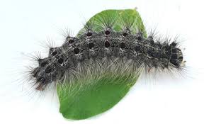 Attēlu rezultāti vaicājumam “Lymantria dispar”