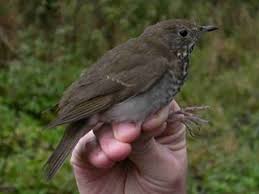 Image result for Catharus minimus