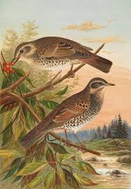 Image result for Turdus naumanni