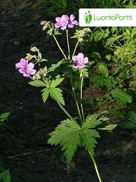 Attēlu rezultāti vaicājumam “Geranium sylvaticum leaf”
