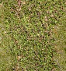 Attēlu rezultāti vaicājumam “Dicranum scoparium”