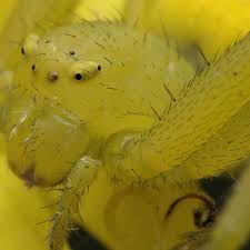 Attēlu rezultāti vaicājumam “Thomisidae”